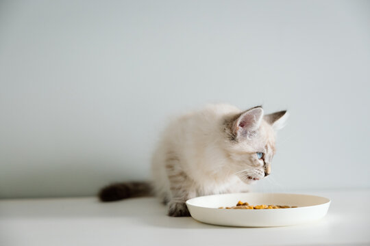 Fluffy kitten eating from a bowl on a clean white surface
