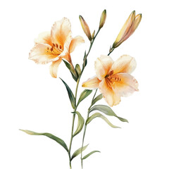 Obraz premium watercolor of Daylily Branch illustration, isolated on a white background.