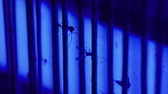 Dead mosquito attached to electric bug zapper grid, representing effective pest control, insect elimination and household sanitation