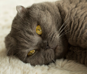 close up of a cat. Kitten. Animals. Photo. Background. Cat © Erika