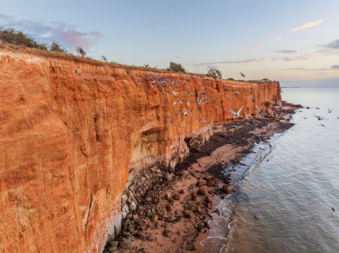 Pigeons taking flight from their nests in a high coastal cliff face