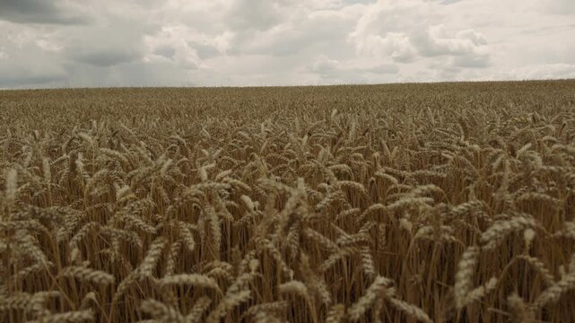 Wheat spikes on long stems ripen in rural field closeup. Golden barley harvest grows in farm meadow. Food products making