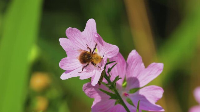 4k, a bee (Anthophila) feeding on nectar from a musk mallow (Malva moschata) flower.