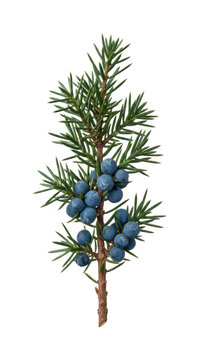Fresh juniper png blue juniper cutout botanical juniper png coniferous juniper cutout aromatic isolated transparent background image