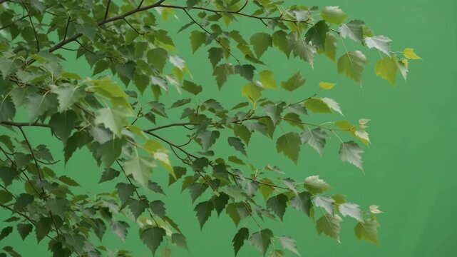 Green Screen Foliage: Delicate birch leaves sway gently against a vibrant green screen background, offering a versatile element for digital composition and creative projects.