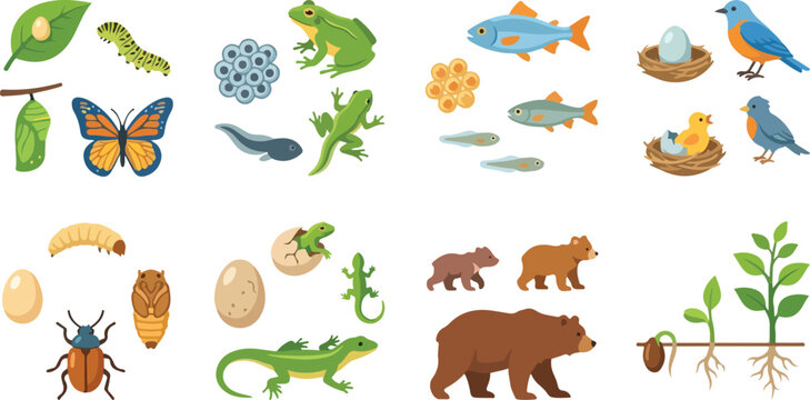 Educational animal and plant life cycle vector diagrams showing growth developmental stages of butterfly frog fish bird bee lizard plant