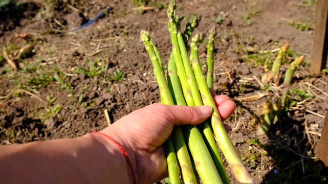 Asparagus grows in the garden. Selective focus.
