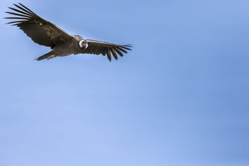 Obraz premium Majestic Andean condor gliding above Mirador Cruz del Condor with fully extended wings against a bright blue Peruvian sky