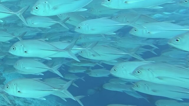 An immense school of tuna fish gracefully journeys through the crystal-clear ocean. Their metallic scales catch the light, creating a dazzling, unified dance in their natural marine habitat.