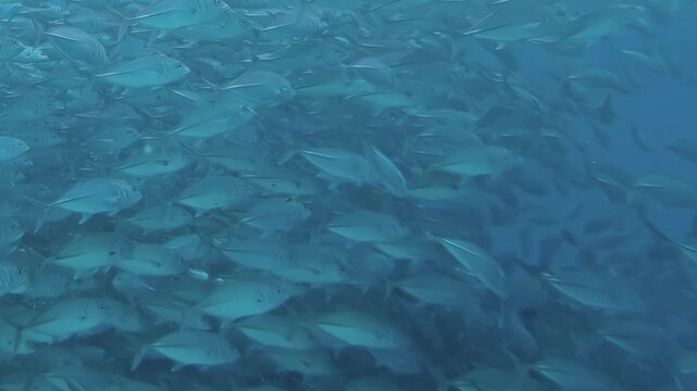 A magnificent school of shimmering tuna fish moves with fluid grace deep within the vast blue ocean during the daytime. Their synchronized swim creates a living, pulsing current.