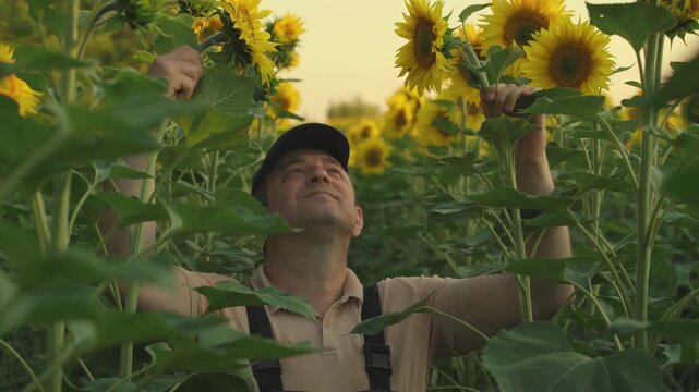 Farmer in a cap examines sunflowers in a lush field, surrounded by green foliage and bright yellow flowers, appreciating the natural beauty during the warm glow of sunset in a rural landscape