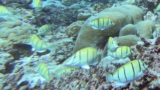 Shimmering school of striped tuna gracefully navigates vibrant ecosystem of sunlit coral reef. These oceanic wonders explore intricate, ancient formations in clear, blue waters during day.