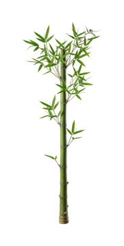 Fresh bamboo png Green bamboo cutout Vertical bamboo png Tropical bamboo cutout isolated transparent background