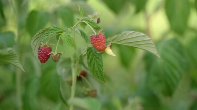 Hand reaching for ripe raspberries on a green raspberry bush, showcasing the picking process with vibrant red fruit and lush green leaves in a sunny garden setting