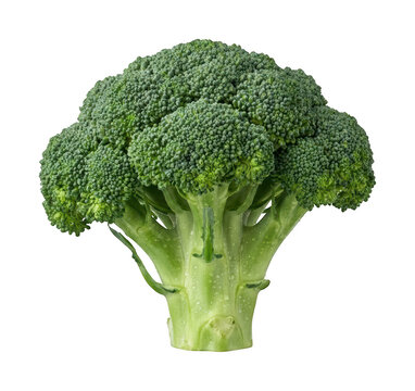 Fresh broccoli png Green broccoli png Healthy broccoli png Organic broccoli png Whole broccoli png isolated transparent background image