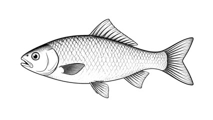 Fototapeta premium Black and white fish line drawing isolated on white