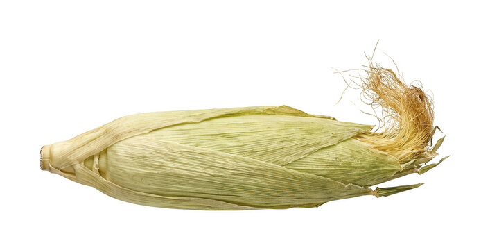 Fresh corn cob png Organic sweetcorn png Whole raw corn png Green corn husk png Unpeeled corn ear isolated transparent background image