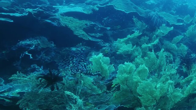 Witness the stunning beauty of a thriving coral reef as colorful fish glide gracefully among vibrant corals and unique marine life.