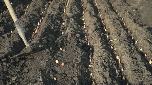 Gardener using a hoe to cultivate soil in rows of freshly planted onion bulbs, with visible dirt and green shoots emerging in a well-maintained agricultural field under bright sunlight