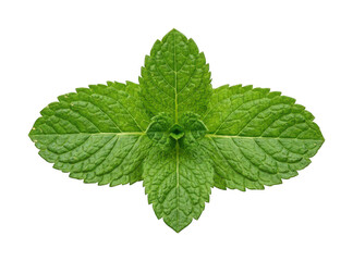 fresh mint leaf png green mint foliage cutout herbal mint sprig png vibrant mint cluster cutout isolated transparent background image © Shuvo