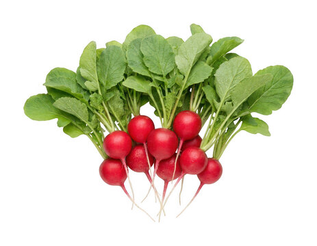Fresh radish png organic radish cutout garden radish png red radish cutout bunch radish png vibrant isolated transparent background image