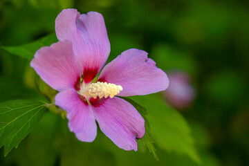 Hibiscus syriacus flower blooming in garden with natural soft lighting and serene floral aesthetic © Ralph Lear