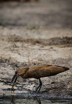 Hamerkop or Umbrella bird hunting bullfrog in a muddy Okavango puddle