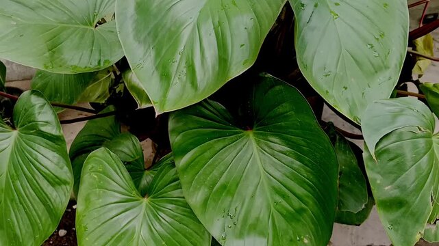 Fresh wet green foliage of Homalomena emerald gem texture background