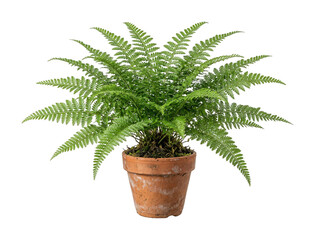 Lush potted fern png Vibrant green fern cutout Healthy houseplant fern png Terracotta clay fern isolated transparent background image © Shuvo