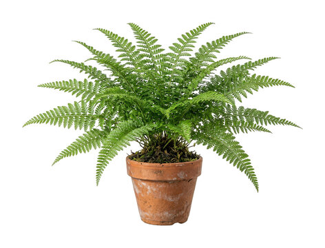green fern cutout Healthy houseplant fern png Terracotta clay fern isolated transparent