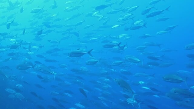 Silver fish dance through the clear, deep blue Pacific at midday, their movement a hypnotic shimmer as the gentle current guides their migration.