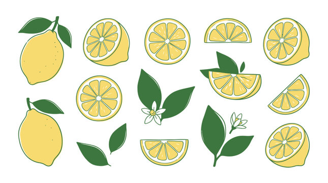 Set of fresh yellow lemons and sliced citrus fruit pieces with green leaves and flower blossoms in hand drawn style