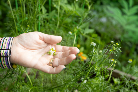 Hand holding freshly picked chamomile flowers from a garden
