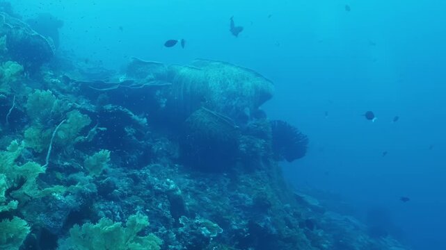 A majestic giant grouper rests among swaying sea fans and vibrant coral as small tropical fish glide around the massive predator in the tranquil Pacific depths.