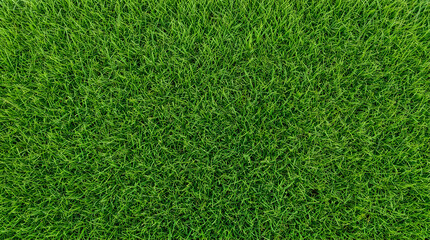 Fototapeta premium Vibrant green grass texture field background