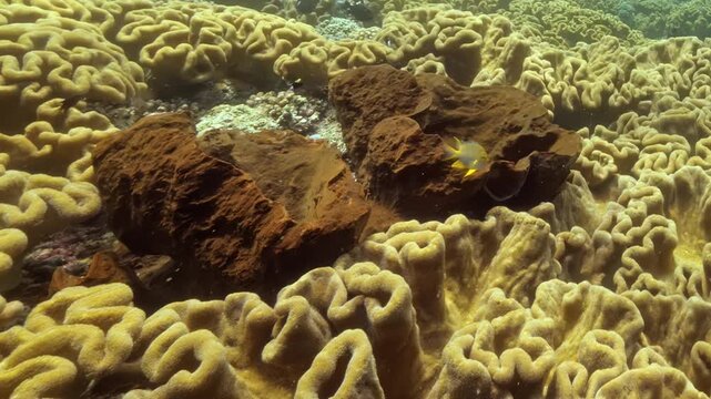 Vibrant coral reefs flourish under the sun in the Pacific, where colorful fish dart between volcanic stones and golden textures in the peaceful wilderness of the Great Barrier Reef.