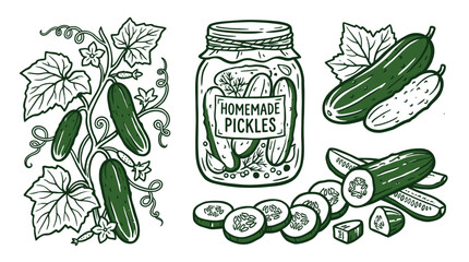 Obraz premium Hand drawn illustration set of fresh green cucumbers growing on vines and a glass jar of homemade pickled pickles