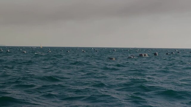 Floating buoys at a mussel farm in the Gulf of Naples, along the Mediterranean coast.