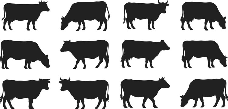 Collection of twelve black cow silhouettes in various poses, grazing and standing, isolated on a white background