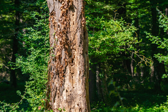 Tree trunk with holes eaten by wood beetle