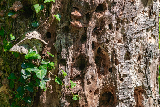 Tree trunk with holes eaten by wood beetle