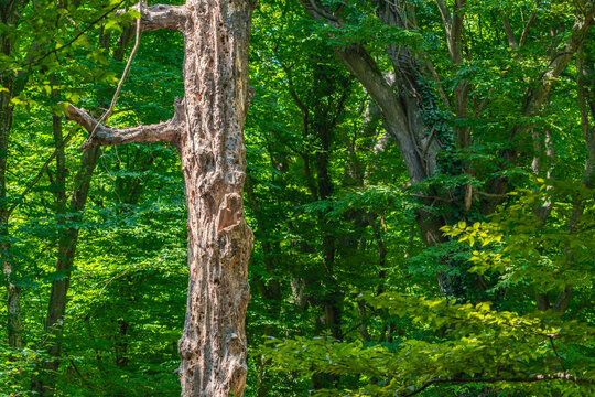 Tree trunk with holes eaten by wood beetle