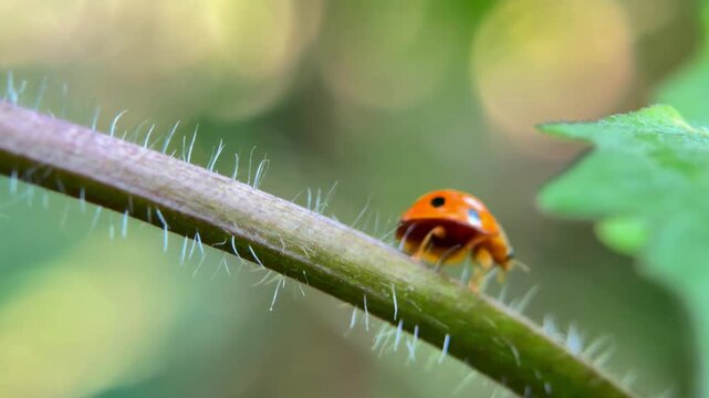 A small ladybug walking along a hairy plant stem in nature