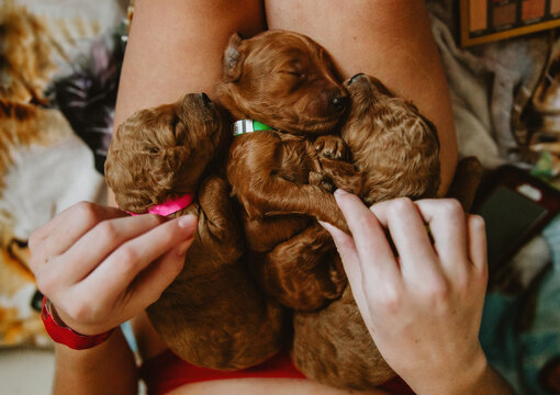 girl holding newborn puppies on lap