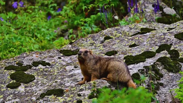 A marmot in the mountains in summer