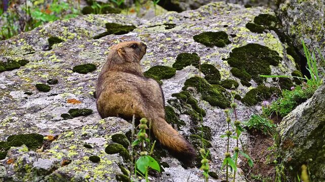 A marmot in the mountains in summer