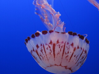 jelly fish in a blue aquarium © Stephanie
