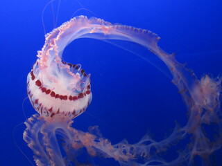 jellyfish in the water © Stephanie