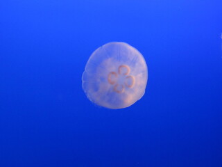 moon jellyfish in water © Stephanie