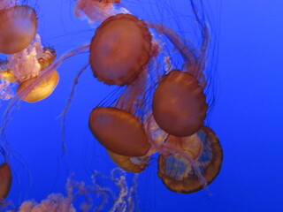 jellyfish in the blue water © Stephanie